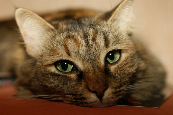 Кошка